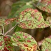 Bramble Leaf Rust Fungus by jamibann