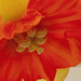 Daffodil by yorkshirekiwi