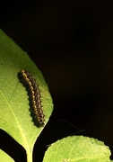 20th Sep 2020 - Caterpillar 