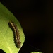 Caterpillar  by mzzhope