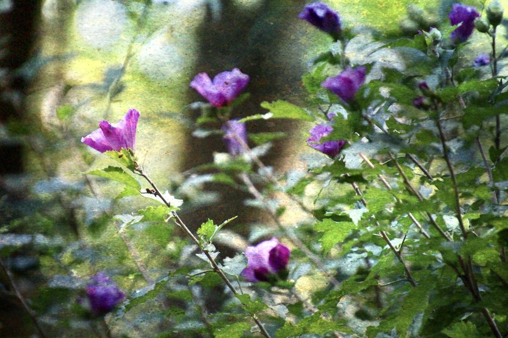 Rose of Sharon  by mzzhope