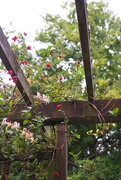 24th Sep 2020 - Honeysuckle...Blooms & Berries