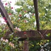 Honeysuckle...Blooms & Berries by s4sayer