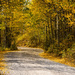 Aspen Lane - Looks like Fall! by 365karly1