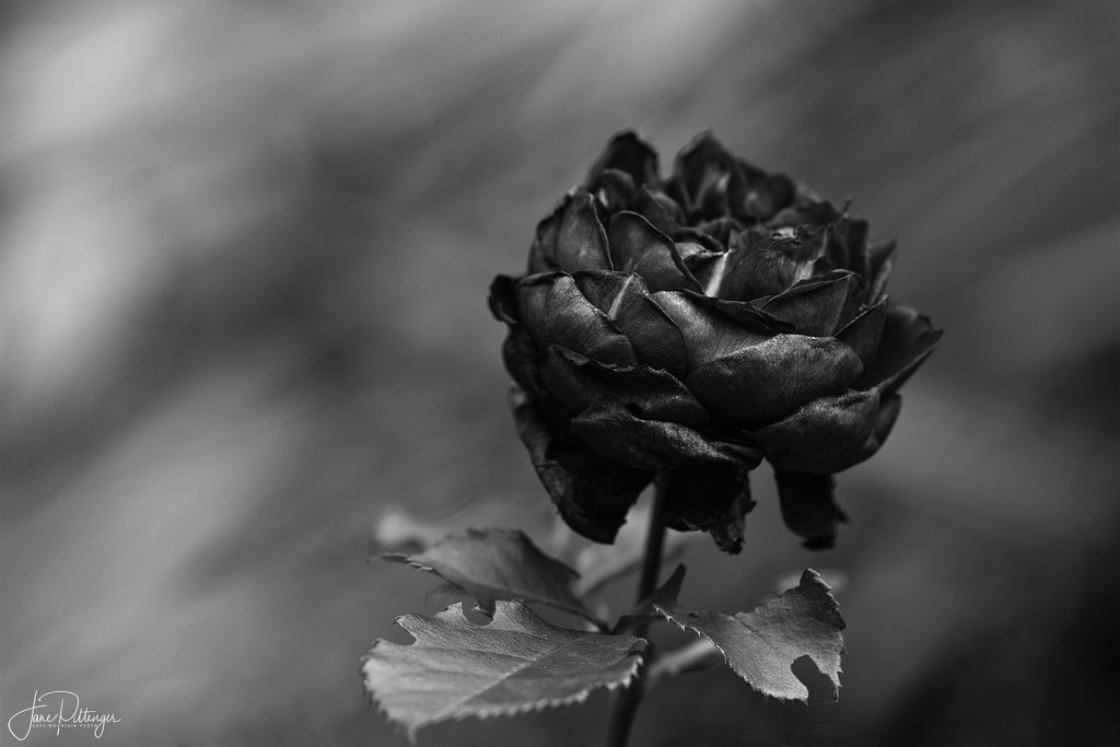 Black Rose by jgpittenger