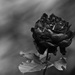 Black Rose by jgpittenger