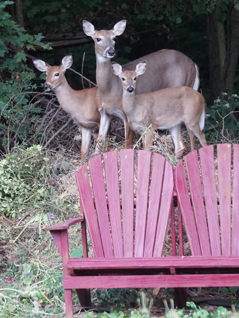 My compost pile is a deer salad bar by tunia