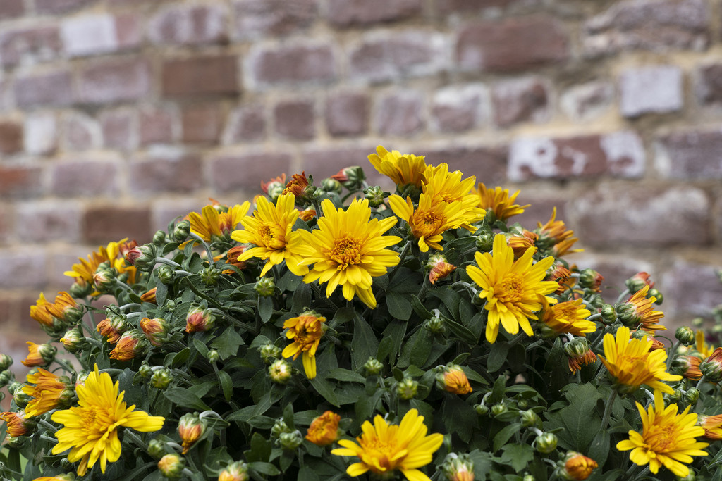 Chrysanthemum by k9photo