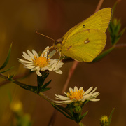 24th Sep 2020 - clouded sulphur butterfly 
