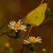 clouded sulphur butterfly  by rminer