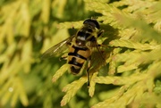 23rd Sep 2020 - HOVER-FLY