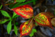 24th Sep 2020 - Poison Ivy fall colours