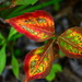 Poison Ivy fall colours by jayberg
