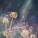 raising my head to the rainbow by pistache