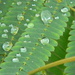 Raindrops on Plant Leaves  by sfeldphotos