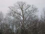 11th Jan 2011 - Majestic Tree