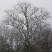 Majestic Tree by cjwhite