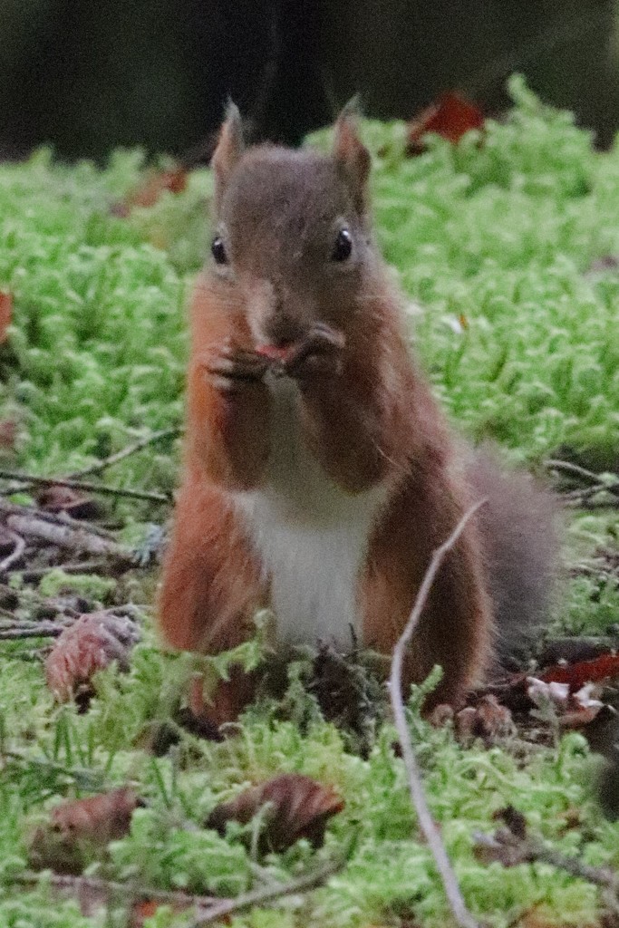Red Squirrel by 365jgh