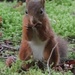 Red Squirrel by 365jgh