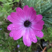 24th Sep 2020 - Blooming Wet
