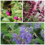 25th Sep 2020 - Busy Bees