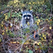 Raccoon by nicoleweg