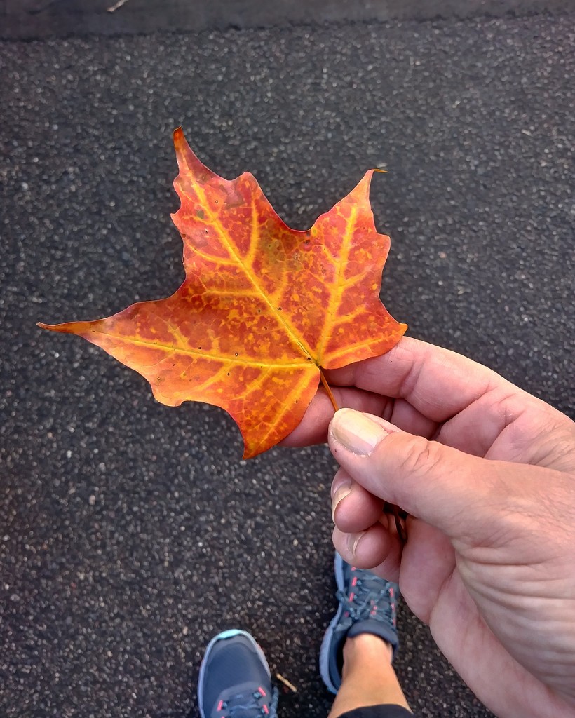 Autumn leaf by dawnbjohnson2