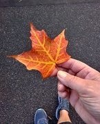 19th Sep 2020 - Autumn leaf