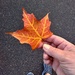 Autumn leaf by dawnbjohnson2