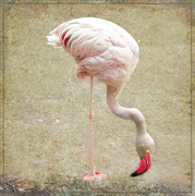 25th Sep 2020 - Happy Flamingo Friday
