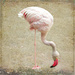 Happy Flamingo Friday by ludwigsdiana
