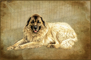 25th Sep 2020 -  Anatolian Shepard dog