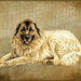  Anatolian Shepard dog by ludwigsdiana