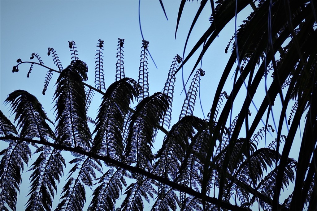 Ferns by sandradavies