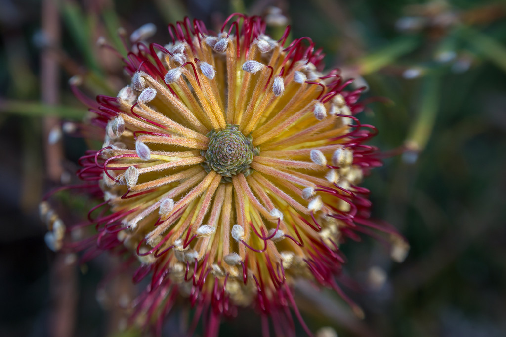 Another view on Banksia by gosia