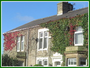 25th Sep 2020 - Red and Green Virginia Creeper.