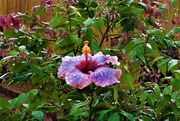 26th Sep 2020 -   Waterdrops On A Hibiscus ~ 