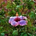   Waterdrops On A Hibiscus ~  by happysnaps