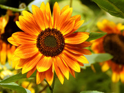 25th Sep 2020 - Fall Sunflower