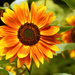 Fall Sunflower by seattlite