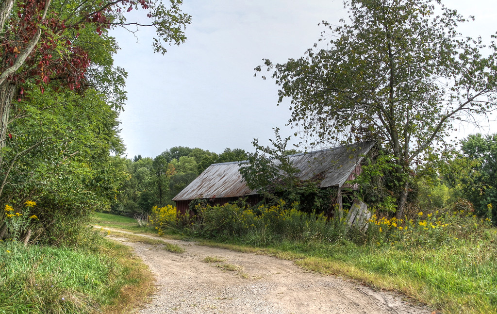 Shed amongst the goldenrod by mittens