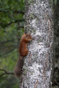 25th Sep 2020 - PAUSED MID TRUNK