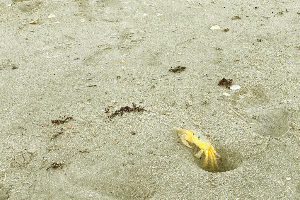 Yellow Crab by joesweet