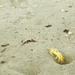 Yellow Crab by joesweet