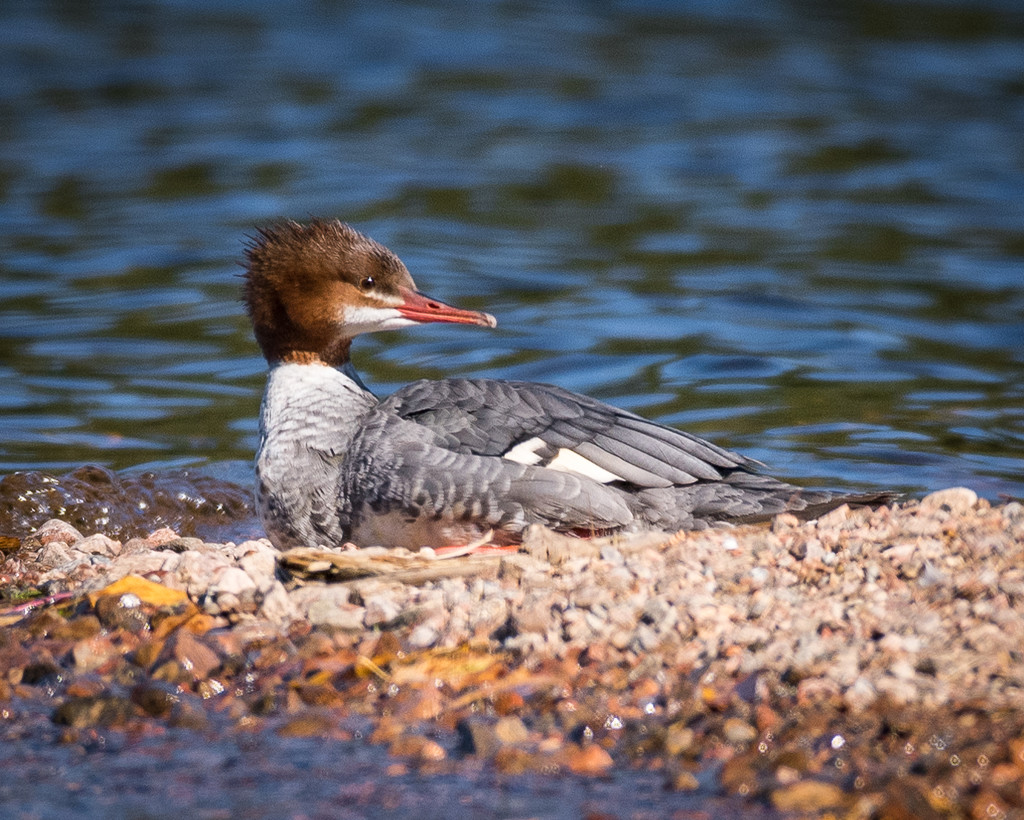 Common Merganser by mgmurray