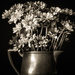 monochrome bouquet by jernst1779