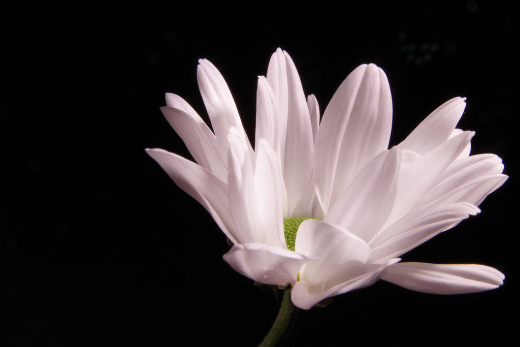 A Bunch Of Flowers Singular Or Plural