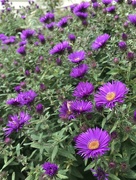 24th Sep 2020 - Purple Asters