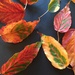 Autumn leaves  by snowy