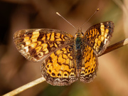 25th Sep 2020 - pearl crescent butterfly